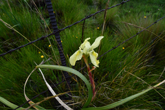 Moraea alticola