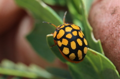 Steganocerus