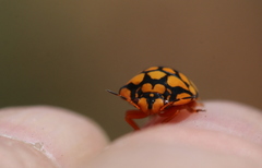 Steganocerus