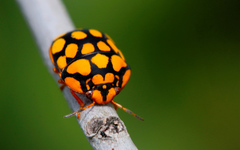 Steganocerus