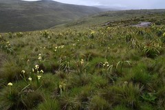 Moraea alticola
