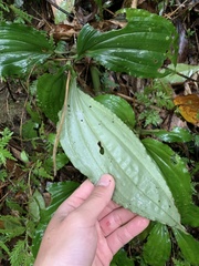 Liparis gigantea