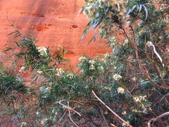 Pandorea doratoxylon