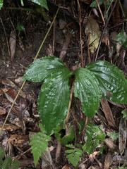 Liparis gigantea