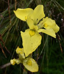 Moraea alticola