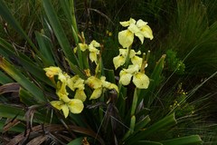 Moraea alticola