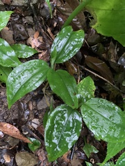 Goodyera rubicunda