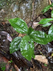 Goodyera rubicunda
