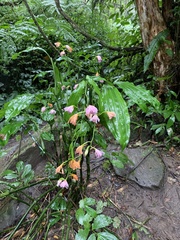 Phaius mishmensis
