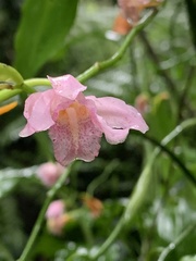 Phaius mishmensis
