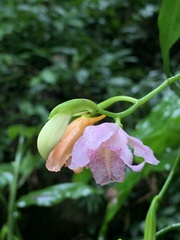 Phaius mishmensis