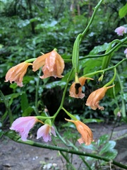 Phaius mishmensis