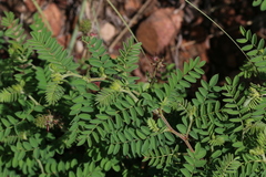 Indigofera comosa