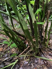 Phaius mishmensis
