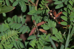 Indigofera comosa