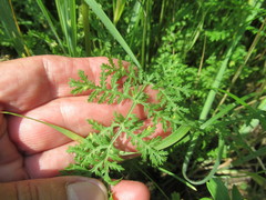 Artemisia laciniata