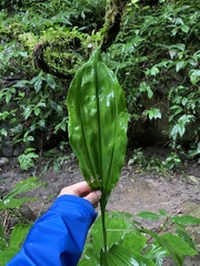 Phaius mishmensis
