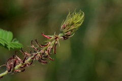 Indigofera comosa