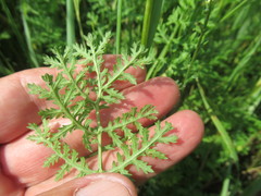 Artemisia laciniata
