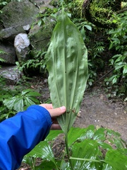 Phaius mishmensis