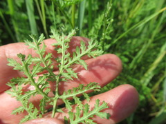 Artemisia laciniata