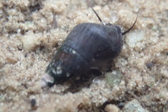 Potadoma moerchii