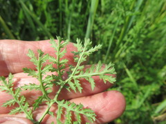 Artemisia laciniata