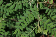 Indigofera comosa