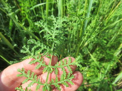Artemisia laciniata