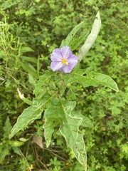 Solanum cinereum