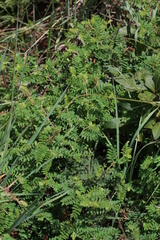 Indigofera comosa