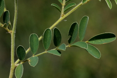 Tephrosia rhodesica