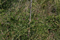 Tephrosia rhodesica