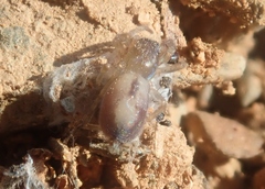 Porrhoclubiona leucaspis