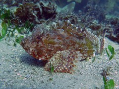 Scorpaena jacksoniensis
