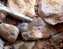 Porrhoclubiona leucaspis