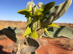 Crotalaria cunninghamii