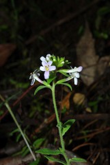 Chaenostoma floribundum