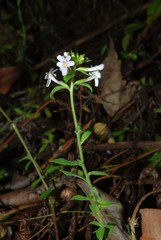 Chaenostoma floribundum