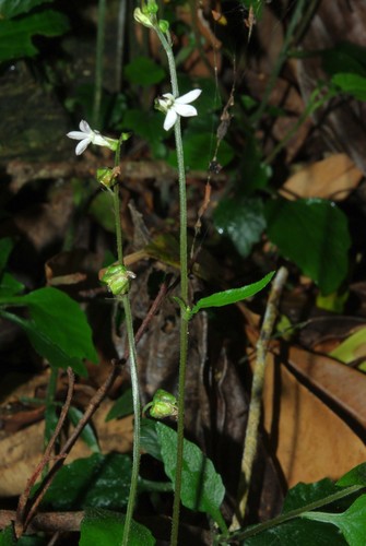 Lobelia malowensis image