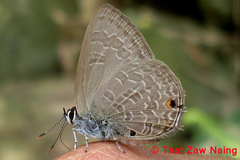 Anthene emolus emolus