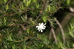 Ricinocarpos pinifolius
