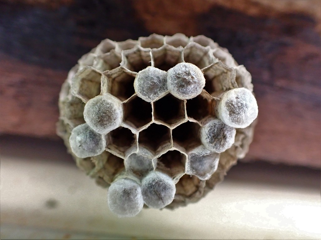 Umbrella Paper Wasps from Narara NSW, Australia on January 24, 2022 at ...