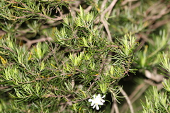 Ricinocarpos pinifolius