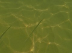 Fistularia commersonii