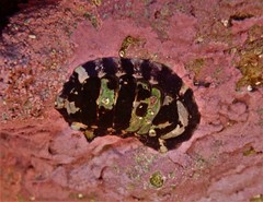Onithochiton quercinus