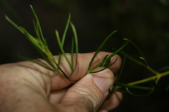 Zieria laxiflora