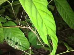 Clitumninae
