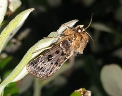 Proteuxoa sanguinipuncta