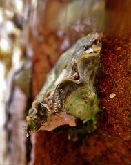 Saccostrea glomerata